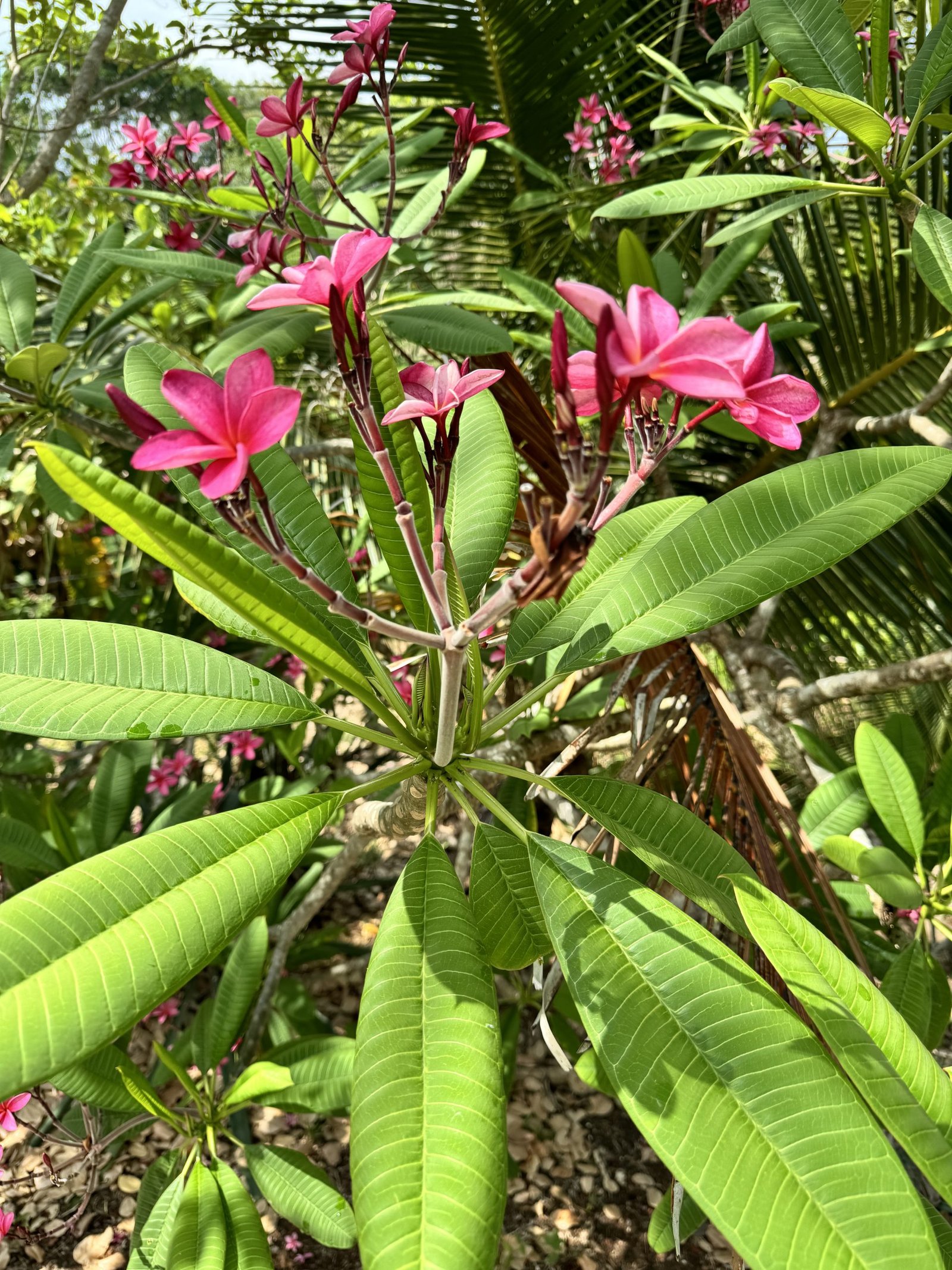 Photo 2024-04-27, 9 27 46 AM